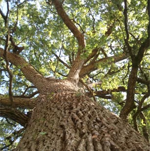 abattage arbre