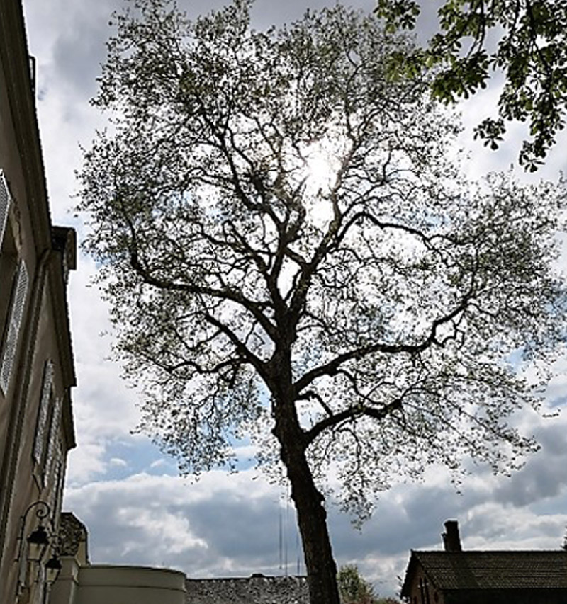 taille des arbres