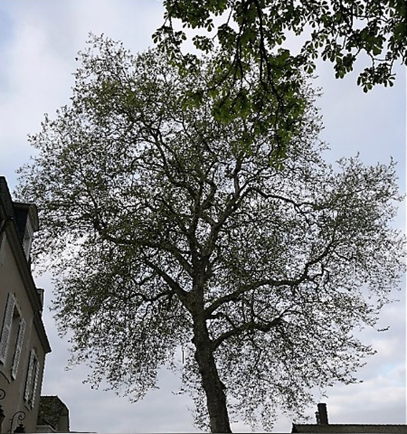 tailles d'arbres