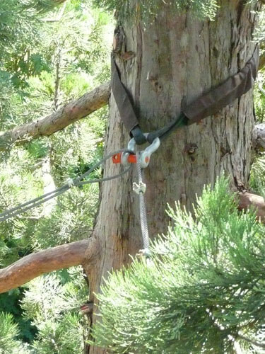 haubanage des arbres